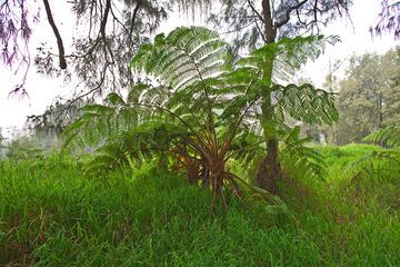 A fern tree at Arjuna volcano area (Photo: Tobias Schorr)