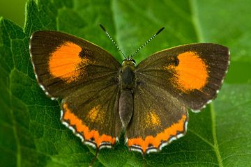 Bonita mariposa cerca de la caldera Tengger (Photo: Tobias Schorr)