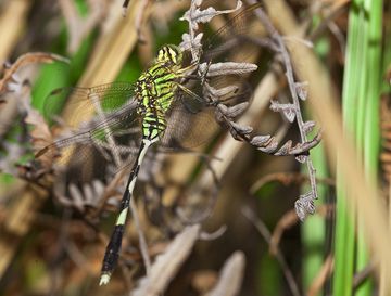 Dragonfly (Photo: Tobias Schorr)