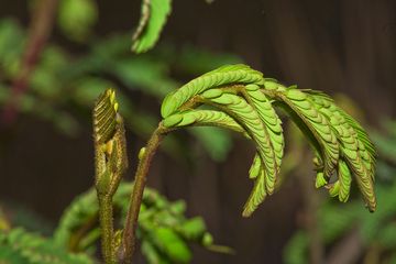 Mimosa sp. leaves (Photo: Tobias Schorr)