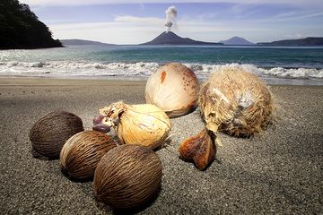 Nuts on the beach of Rakata island in front of erupting Anak Krakatau volcano. (Photo: Tobias Schorr)