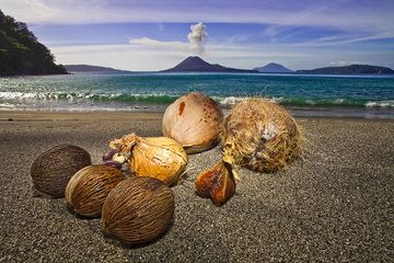 Nuts and the erupting volcano Anak Krakatau (Photo: Tobias Schorr)