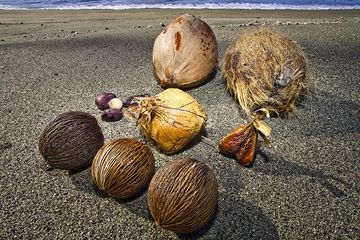 Different nuts at the beach of Rakata island (Photo: Tobias Schorr)