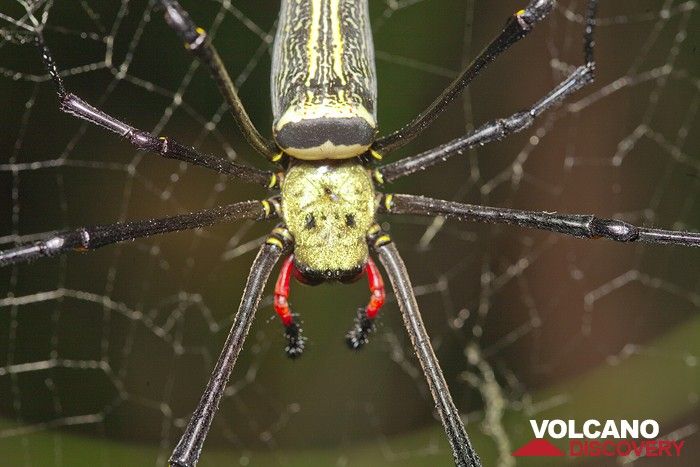 Detail of a Nephila spider from Rakata island (Photo: Tobias Schorr)