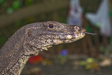 Monitor from Rakata island (varanus salvator) (Photo: Tobias Schorr)