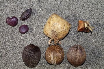 Différentes graines sur la plage de l'île de Rakata. (Photo: Tobias Schorr)