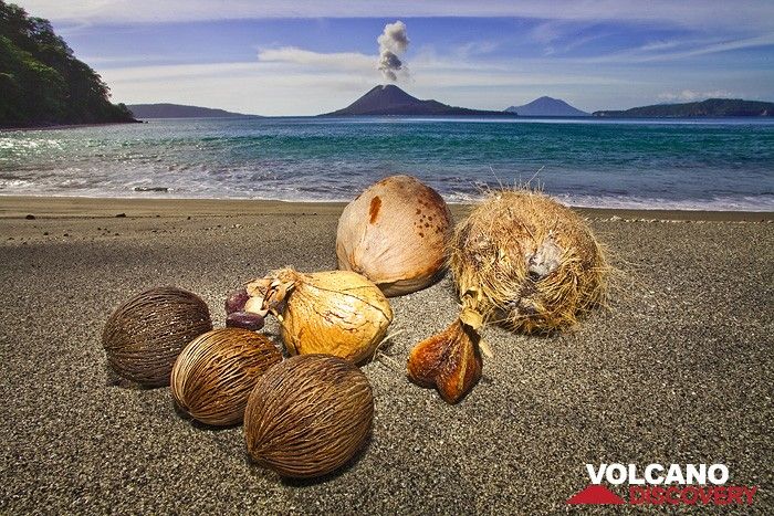 Different seed on Rakata island. In the background the erupting Anak Krakatau. (Photo: Tobias Schorr)