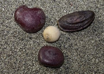 Different seeds on the beach of Rakata island (Photo: Tobias Schorr)