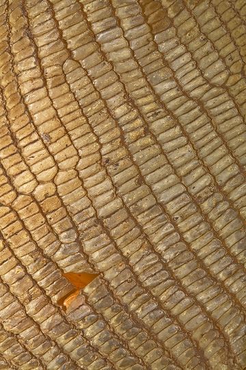 Detail of a left skin of a monitor on Rakata island. The monitors change their skin when they are growing, like all reptils. (Photo: Tobias Schorr)