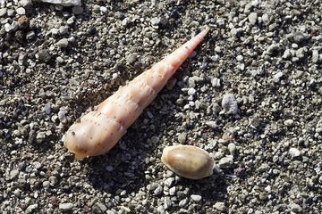 Sea shells on Rakata beach (Photo: Tobias Schorr)