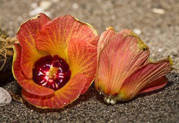 Hibiskusblüten auf dem Strand der Insel Rakata (Photo: Tobias Schorr)