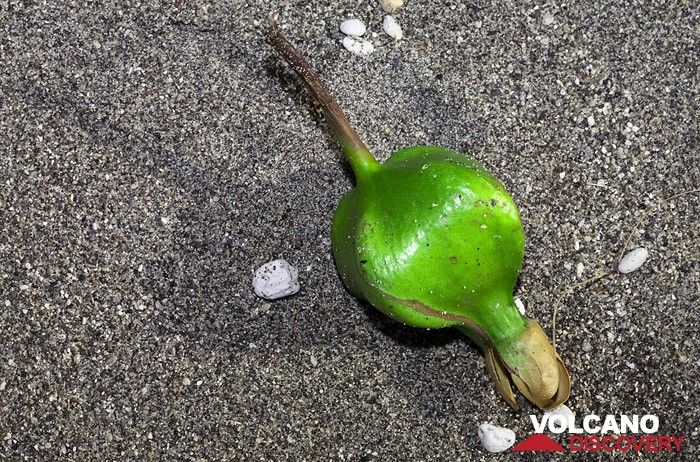 Strange seed from Rakata island (Photo: Tobias Schorr)
