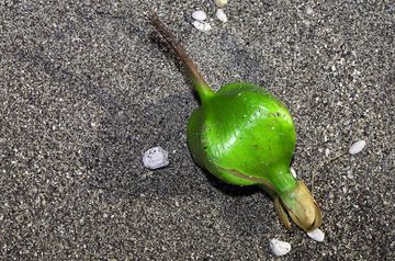 seltsamer Samen von der Insel Rakata (Photo: Tobias Schorr)