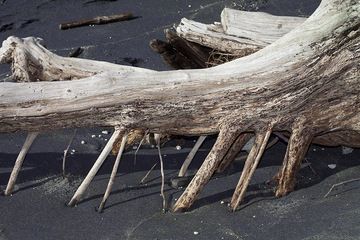 Roots on the beach of Rakata island (Photo: Tobias Schorr)