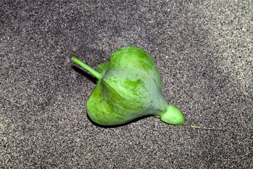 Strange seed from Rakata island (Photo: Tobias Schorr)