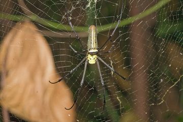 Riesige Spinne von der Insel Rakata (Photo: Tobias Schorr)