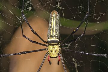 Una gran araña nephila en la isla Rakata (Photo: Tobias Schorr)