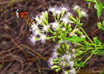 Papillon de l'île d'Anak Krakatau (Photo: Tobias Schorr)