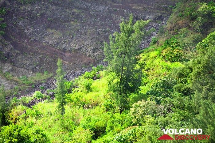 Trees and lava layers on Rakata island (Photo: Tobias Schorr)