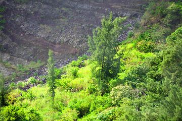 Bäume und Lavaschichten auf der Insel Rakata (Photo: Tobias Schorr)