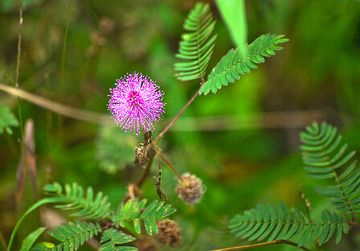 Mimose flower (mimosa pudica sp.) (Photo: Tobias Schorr)