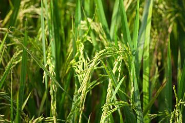 Reispflanzen. Reis ist das wichtigste Agrarprodukt Javas und die Reisfelder bestimmen große Teile der Landschaft Indonesiens. Leider ist die Monokultur und der damit verbundene Einsatz von Pestiziden ein großes Problem für die Umwelt der Insel Java.  (Photo: Tobias Schorr)