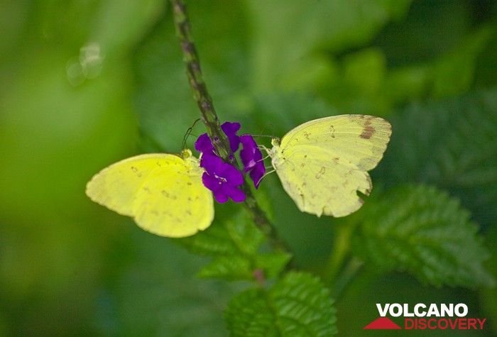 Butterflies (Photo: Tobias Schorr)