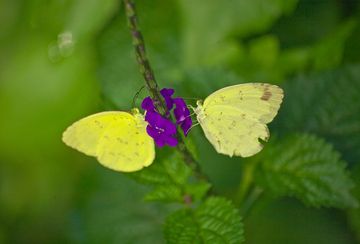 Schmetterlinge (Photo: Tobias Schorr)
