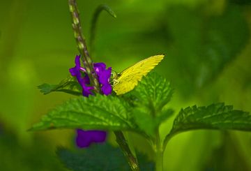 Butterfly (Photo: Tobias Schorr)