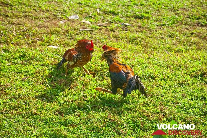 (not a game!) Two roosters fight for nothing... (Photo: Tobias Schorr)
