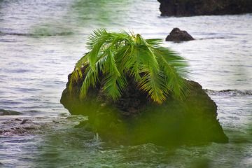 Palmier sur un rocher dans la mer (Photo: Tobias Schorr)