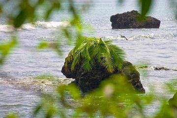 Palme auf einem Felsen in der ehm. Zone, in der der Tsunami nach dem Krakatau-Ausbruch alles zerstörte... (Photo: Tobias Schorr)