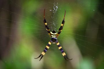 Araignée (Photo: Tobias Schorr)