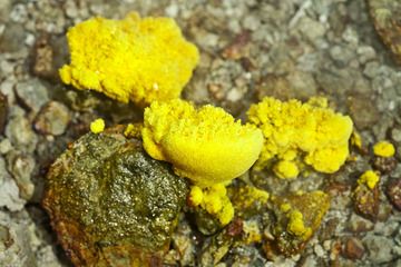 Sulphur mushrooms inside a fumarole of Papadayan crater (Photo: Tobias Schorr)