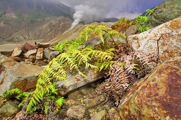 Farn, der im säurehaltigen Boden im Krater des Vulkans Papadayan überlebt. Eine Szene wie aus der Entstehungszeit unseres Planeten. (Photo: Tobias Schorr)