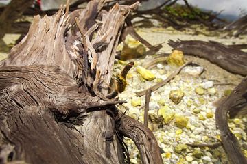 Dead wood and a poison catepillar in the crater of Papadayan volcano (Photo: Tobias Schorr)