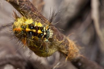 Oruga venenosa en el cráter Papadayan (Photo: Tobias Schorr)