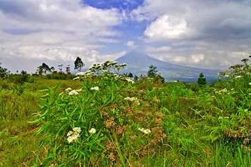 View towards the extinct volcano Gunung Cikuray. (Photo: Tobias Schorr)
