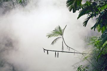 Palm trees over a boiling mud pool at Cipanas (Photo: Tobias Schorr)