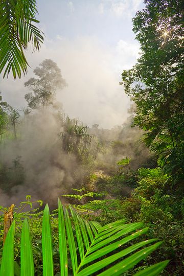 Tropical forest at the Cipanas hydrothermal area (Photo: Tobias Schorr)