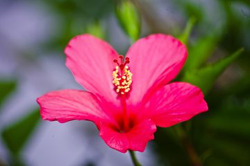 Hibiscus flower (Photo: Tobias Schorr)