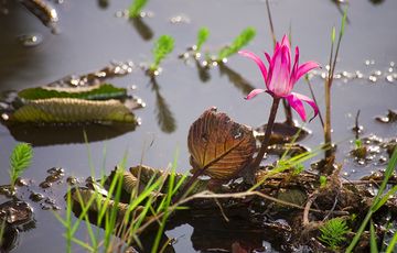 Lotus flower in a lake at Cipanas (Photo: Tobias Schorr)