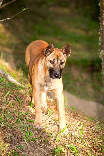 Хорошая собака в Чипанасе (Photo: Tobias Schorr)
