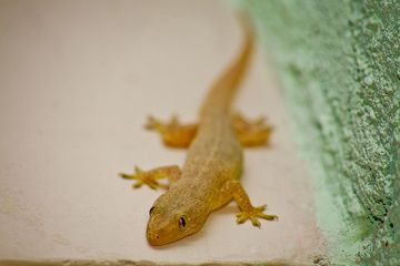 A nice Gecko sitting at the bathroom at the hotel in Garut (Photo: Tobias Schorr)