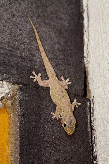 Ein gecko im Hotelzimmer in Garut (Photo: Tobias Schorr)