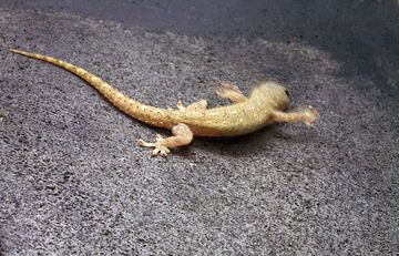 A gecko  (Photo: Tobias Schorr)