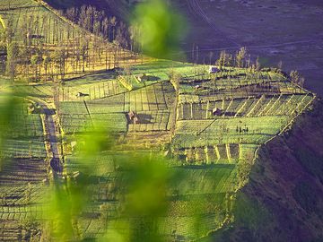 The fields at the edge of Tengger caldera (Photo: Tobias Schorr)