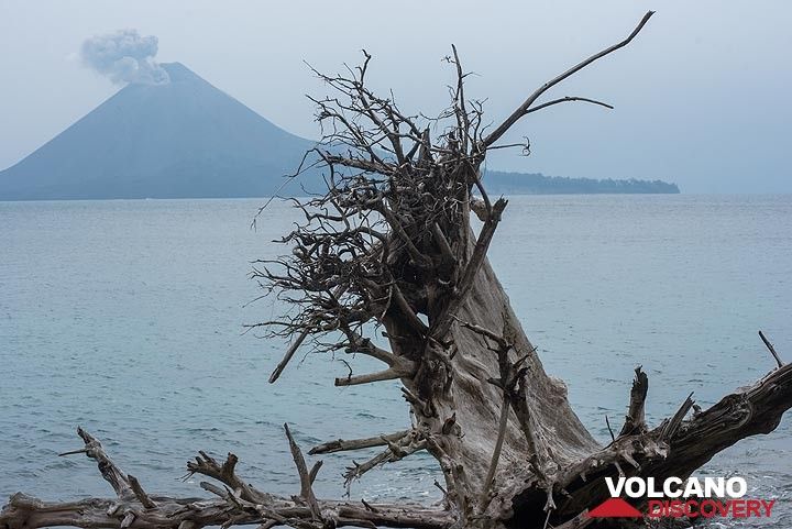 As the beach of Rakata facing Anak Krakatau erodes, many tress fall and with their roots upside they remain as bizarre sculptures on the beach for a while. (Photo: Tom Pfeiffer)