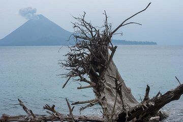 Alors que la plage de Rakata, face à Anak Krakatau, s'érode, de nombreux arbres tombent et, avec leurs racines à l'envers, restent pendant un moment comme d'étranges sculptures sur la plage. (Photo: Tom Pfeiffer)