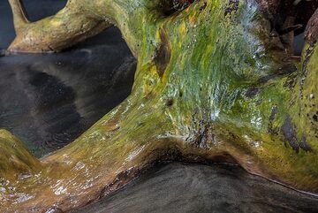 Racines d'un arbre aux formes courbes. (Photo: Tom Pfeiffer)